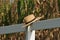 Amish straw hat laying over fence post with corn field in the ba