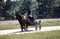 Amish Woman Driving a Farm Wagon