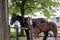 Amish work horses,