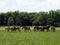 Amish work horses relax in the field