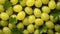 Amla berries with splashes and water drops on dark background