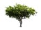 Amla Fruit tree isolated