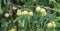 Amla growing on amla tree in the garden