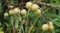 Amla growing on a tree. Amla, Emblica officinalis, Indian Gooseberries. Phyllanthus emblica, emblic, emblic myrobalan, myrobalan,