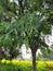 Amla ka jhaad,an Indian gooseberry tree.