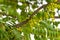 Amla tree closeup green healthy
