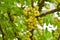 Amla tree closeup green healthy