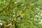 Amla tree closeup green healthy