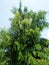 Amla tree with sky