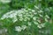 Ammi Majus or bishop`s weed or bishop`s flower or bullwort or laceflower