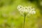 Ammi Majus, Queen Anne\'s Lace on a green background.