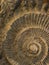 Ammonite