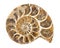 Ammonite