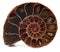 Ammonite