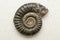 Ammonite