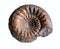 Ammonite Ammonia, Aconite, Amount, Amenity, Ammonium, Immunity, Monte, Ammonia`s, Emanate