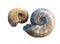ammonite, clam shell, ancient fossils