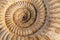 Ammonite closeup