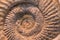 Ammonite fossil