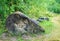 Ammonite fossil in the ancient granite stone of jurassic age