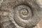 Ammonite fossil background