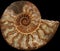 Ammonite fossil from the Cretaceous in Madagascar