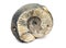 Ammonite fossil isolated on a white background. Fossil spiral snail. Ancient mollusc