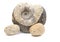 Ammonite fossil isolated on a white background. Fossil spiral snail. Ancient mollusc