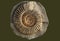 Ammonite - fossil mollusk.