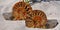 Ammonite Fossil Spiral-Shells