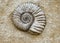 Ammonite fossil in stone