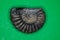 Ammonite fossilization pyritized, 150 million years old