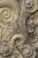 Ammonite fossils closeup