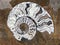 Ammonite fossils, extinct marine mollusc animals, found in Sahara Desert, Morocco