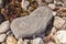 Ammonite Fossils Monmouth Beach Lyme Regis UK