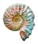 Ammonite, Jurassic ammonite, fossilized shell