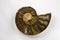 Ammonite Keratitis ammonite fossil on whie background