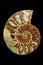 Ammonite macro