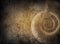 Ammonite on old paper background. History and palaeontology old background.