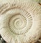 Ammonite prehistoric fossil