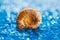 Ammonite sea shell on blue pebble