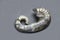 An Ammonite shell Ancyloceras in the form of a snail on a gray background. Mineralogy