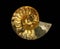 Ammonite Shell Fossil Isolated on Black