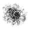 Ammonite shell image, graphic handwork. Black and white image.