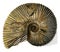 Ammonite, vintage engraving