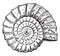 Ammonite, vintage engraving