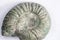 The ammonites anct subgroup of cephalopods.