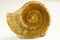 Ammonites of brown color on white background