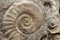 Ammonites from the Cretaceous Period found as fossils.