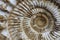 Ammonites fossil background